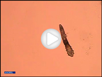 F003-video.jpg