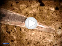 F029-video.jpg